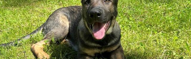 Lõuna prefektuuri käpapatrulli uus liige on Lexi