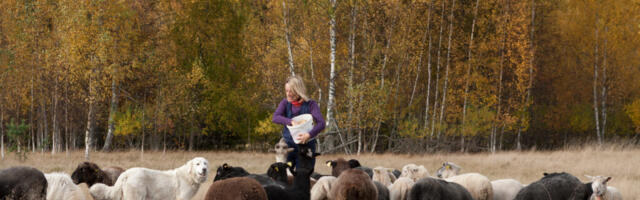 Kuidas karjalaskepäev toob karjale õnne ja inimestele tervist