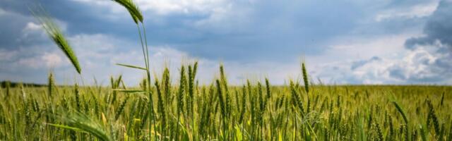 METKi taimekahjustajate seire alustab taas – sel aastal laiendatud meeskonnaga