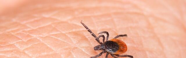 Eestis on registreeritud sadu puukborrelioosi ja kümne ringis entsefaliidi juhte