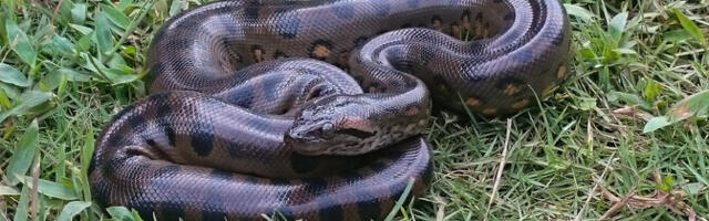 Anakondad on olnud kogu aeg sama suured kui praegu