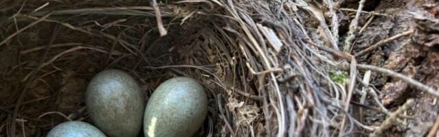 LINDUDE PESITSUSRAHU | Keskkonnaamet peatas Hiiumaal ühe pesitsusaegse raie