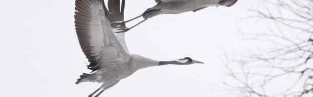 Lindude gripp levib Euroopas jõudsalt