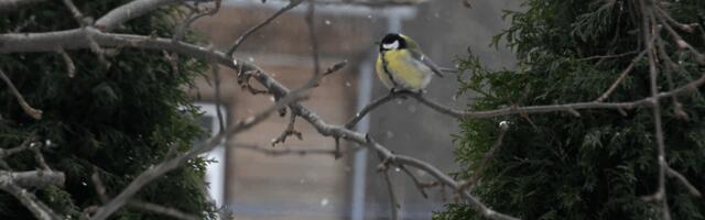 TÄNA ALGAB ÜLE-EESTILINE TALVINE AIALINNUVAATLUS