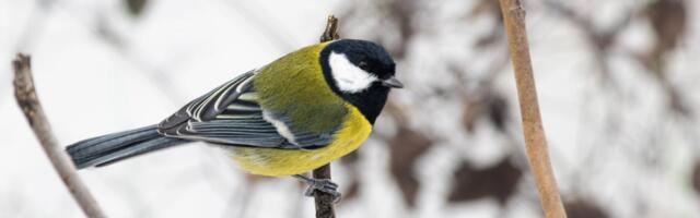 Talvisel aialinnuvaatlusel märkasid vaatlejad kõige enam taas rasvatihaseid