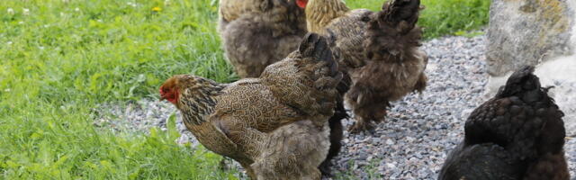 Kirjakast: kas linnas võib pidada lambaid ja kanu?