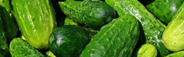 Põltsamaal käib suur suvine kurgitegu