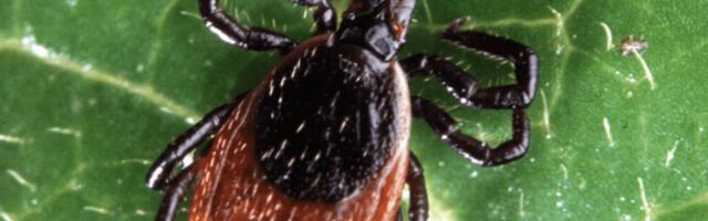 PUUGIHOOAEG LÄBI | Hiiumaal registreeriti sel aastal 30 puugihaiguse juhtu