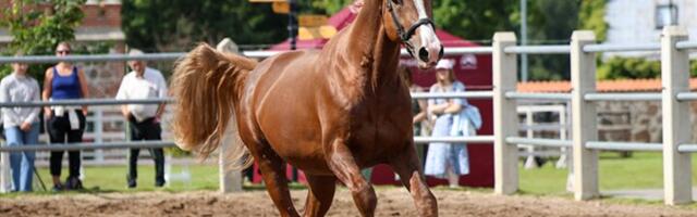 Tori Hobusekasvanduses esitletakse tunnustatud sugutäkke
