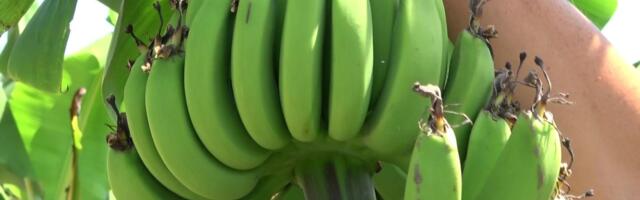 300 päeva aastas päikest nautiv Türgi on tõeline puuviljade paradiis