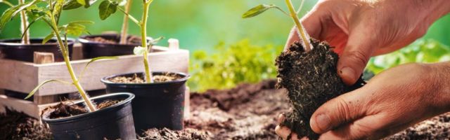 Aiandusega tegelemine teeb õnnelikumaks ja targemaks