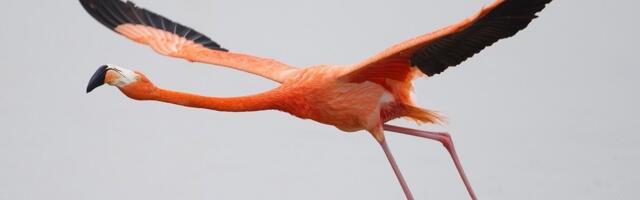 Õnnelinnud flamingod maanduvad Kumu ekraanile