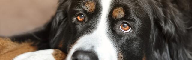 Ekspert juhendab, mida teha, kui kodu haiseb koera järele