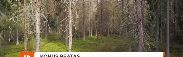 Reporter: Kohus peatas Natura 2000 aladel metsaraie