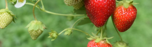 Millega tuleb arvestada alaealise värbamisel?