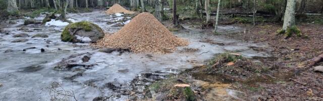 LUGEJA FOTOD: Linnakumetsa discgolfi rajal hakatakse siluma äratallatud metsaalust