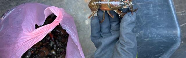 Tabati mees, kes tahtis müüa signaalvähke