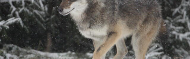 Läänemaal võib küttida neli hunti