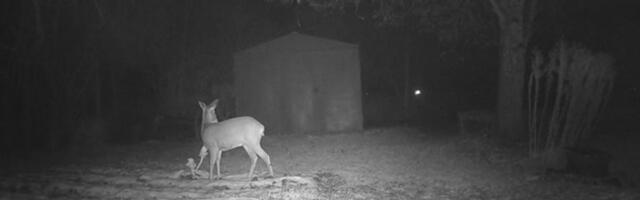 VIDEO | Korralik kõhutäis: aiamaale paigutatud kaamera tabas kapsaga maiustanud metskitse