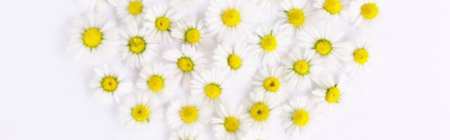 Täna rajatakse Sinti lilleniit