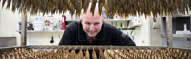 Milline on õige piprakilu? Rahvuskala valmistamine ajas hiidlased tülli