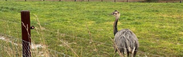 Maaelu tulevik: hoia mune eri korvides