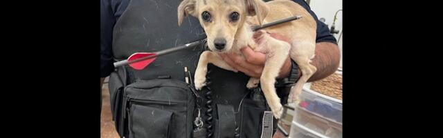 Noolega koerake vajas heade inimeste abi