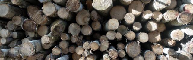 Erakordne olukord – tselluloosi tooraine hinnad tõusid kogu maailmas