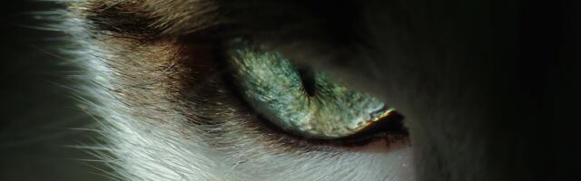 Kass oleks Lääne-Virumaal peaaegu korteri maha põletanud