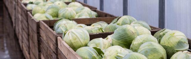 Kapsaralli on alanud: 85 % Eesti kapsast süüakse ära just jõuluperioodil