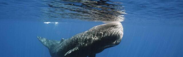 Atlandi ookean kaob? Teadlased tegid järjekordse apokalüptilise tulevikuprognoosi