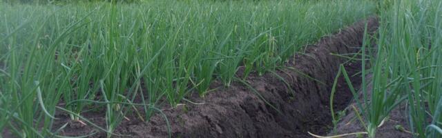 Kattetulu arvestuste uued kultuurid: mugulsibul ja õun