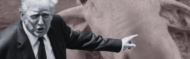 KOLUMN | Timothy Snyder_ Trump on lammas hundinahas ja päris hunt – Venemaa – juba oskab vahet teha