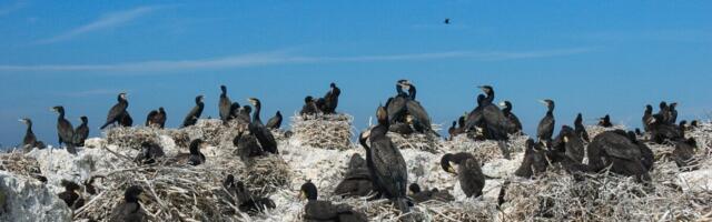Kormorani rändnäitus peatub Tartu ülikooli loodusmuuseumis