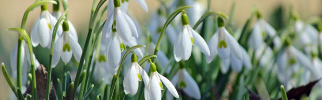 Päevahoroskoop : pühapäev, 22. märts