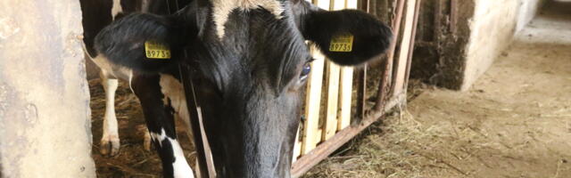 Loomakasvatuse otsetoetust küsib 76 läänlast