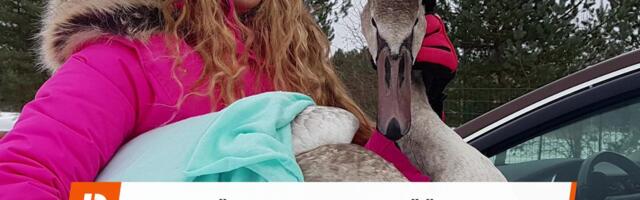 Reporter: Eesti metsloomaühingu juhatuse liige Virge Võsujalg sai korralikult sõimata