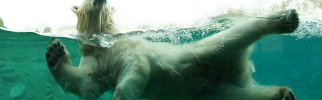 Bon voyage! Tallinna loomaaia jääkaru Aron sõidab sel aastal Prantsusmaale paljunema