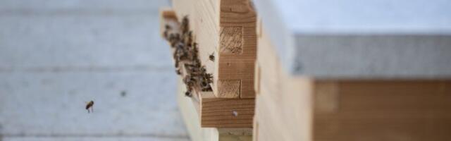 Pirita Linnaosa Valitsuses alustasid tööd nutimesilased