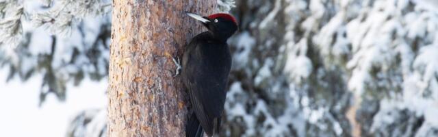 Meie metsade tõhusaim puusepp tegutseb