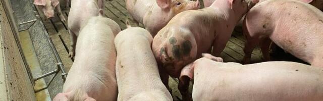 Põlvamaal on sigade Aafrika katku kahtlus ligi 6700 seaga farmis
