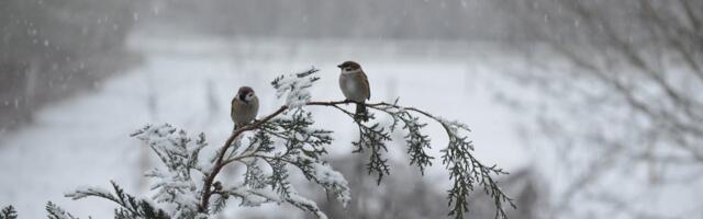 Suverehvidega ei tasu Ida- ja Kagu-Eestis täna liiklusesse minna