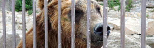 Avaldati kaadrid, kus ema viskab abitu 3-aastase tüdruku loomaaias karupuuri