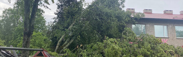 PILDID: tromb tõstis Valga sõjamuuseumis suure puu koos juurtega maa seest välja