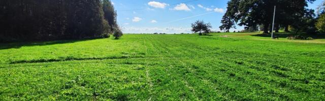 Kuidas hoida muru rohelisena ka suvekuumuses?