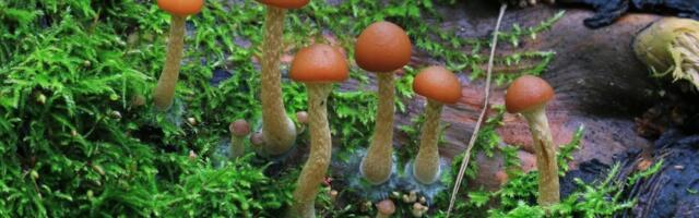 Ole teadlik! Ülevaade Eesti metsade kõige mürgisematest seenetest