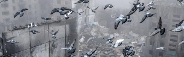 The Sun_ Venemaa muudab tuvid ajuimplantaatide abiga juhitavateks luuredroonideks