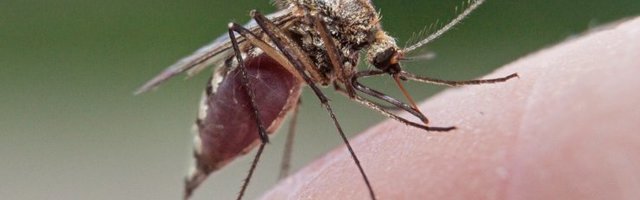 Uued küsimused ja vastused koroonaviiruse kohta: sääskedest viinani