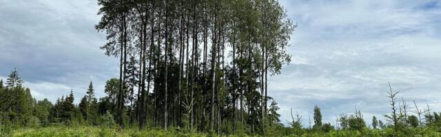 Gunnar Reinapu: on aeg hakata metsas teistmoodi tegutsema