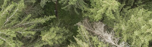 Tarmo Soomere: et metsast mõtelda oleks mõnus